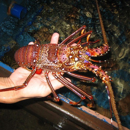 Tôm hùm đỏ thiên nhiên